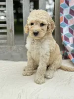 Magnolia, a female Labradoodle for sale in Archbold, OH – 4 of 4