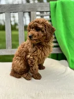 Isabel, a female Miniature Labradoodle for sale in Archbold, OH – 3 of 5