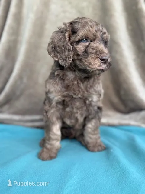 Ziggy – Labradoodle puppy for sale in Archbold, OH