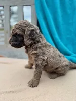 Ziggy, a male Labradoodle for sale in Archbold, OH – Photo 2 of 4