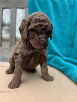 Ziggy, a male Labradoodle for sale in Archbold, OH – Photo 4 of 4