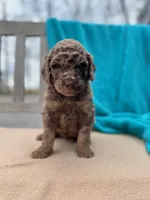 Ziggy, a male Labradoodle for sale in Archbold, OH – Photo 1 of 4