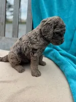 Ziggy, a male Labradoodle for sale in Archbold, OH – Photo 3 of 4