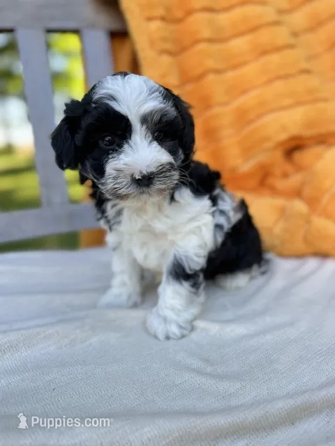 Sheldon – Labradoodle puppy for sale in Archbold, OH