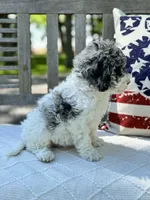 Kassie, a female Labradoodle for sale in Archbold, OH – 3 of 5