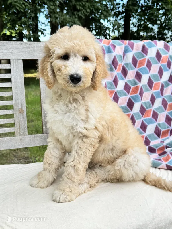 Harper – Labradoodle puppy for sale in Archbold, OH