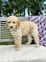 Magnolia, a female Labradoodle for sale in Archbold, OH – 4 of 5