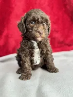 processed/29cff445-14d6-4fc6-a573-aecaa40796d2/listing/f76d4a4b-9161-4558-a158-57378d5adf39/ff63fb6f-dd79-4e8e-9d53-42660cba6569