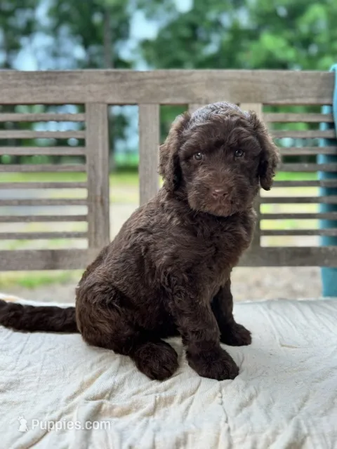 Lucy – Labradoodle puppy for sale in Archbold, OH