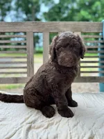 Lucy, a female Labradoodle for sale in Archbold, OH – 1 of 6