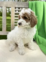 Mya, a female Miniature Labradoodle for sale in Archbold, OH – 2 of 4