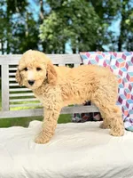 Savannah, a female Labradoodle for sale in Archbold, OH – 4 of 6