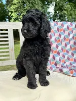 Lola, a female Labradoodle for sale in Archbold, OH – 6 of 6