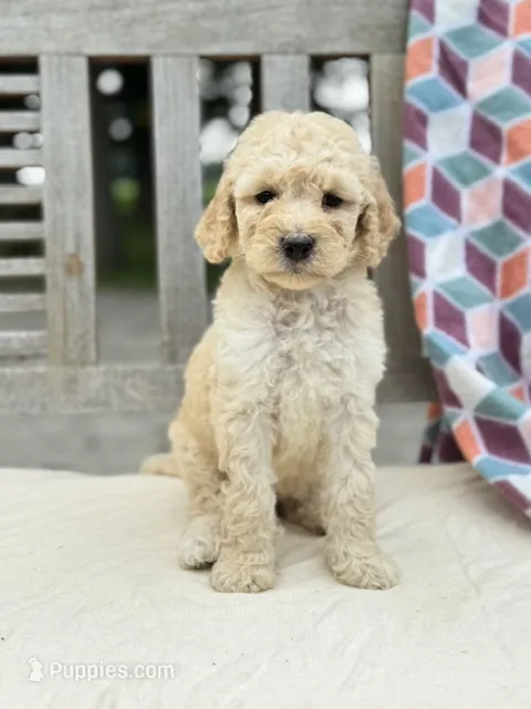 Magnolia – Labradoodle puppy for sale in Archbold, OH