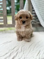 Norris, a male Miniature Labradoodle for sale in Archbold, OH – 2 of 5