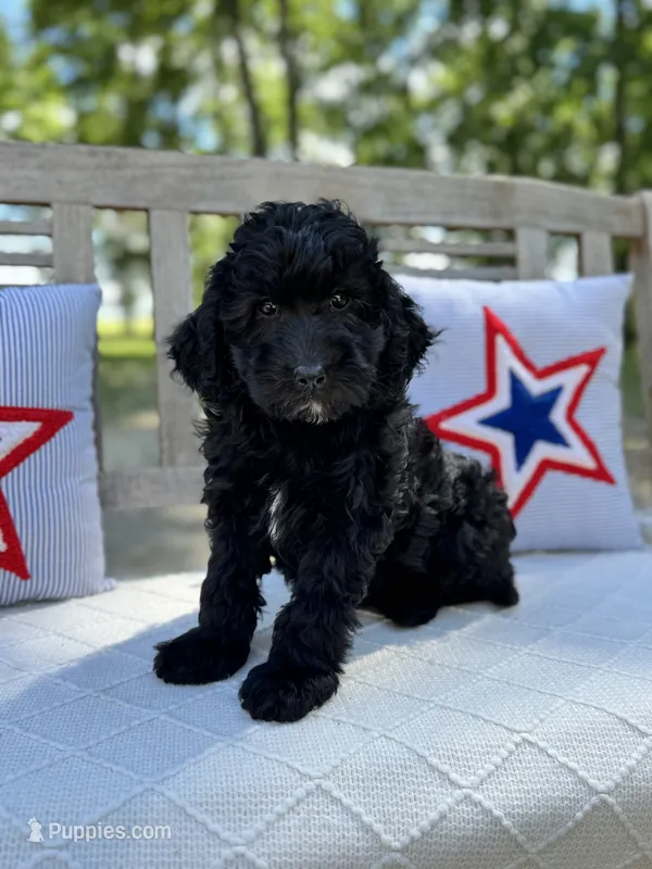 Betsy – Labradoodle puppy for sale in Archbold, OH