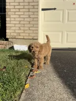 Max, a male Goldendoodle for sale in Middletown, OH – 4 of 5
