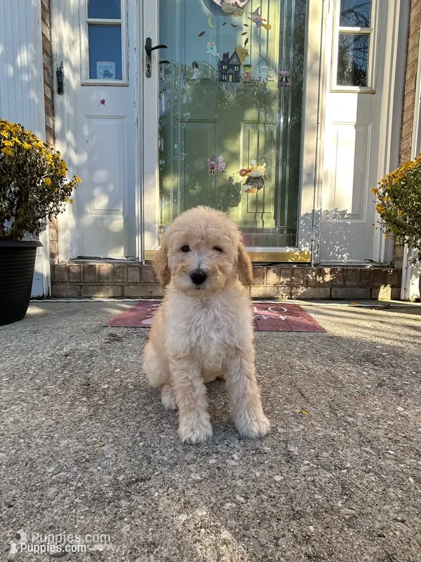 Luna – Goldendoodle puppy for sale in Middletown, OH