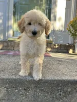 Luna, a female Goldendoodle for sale in Middletown, OH – 4 of 5