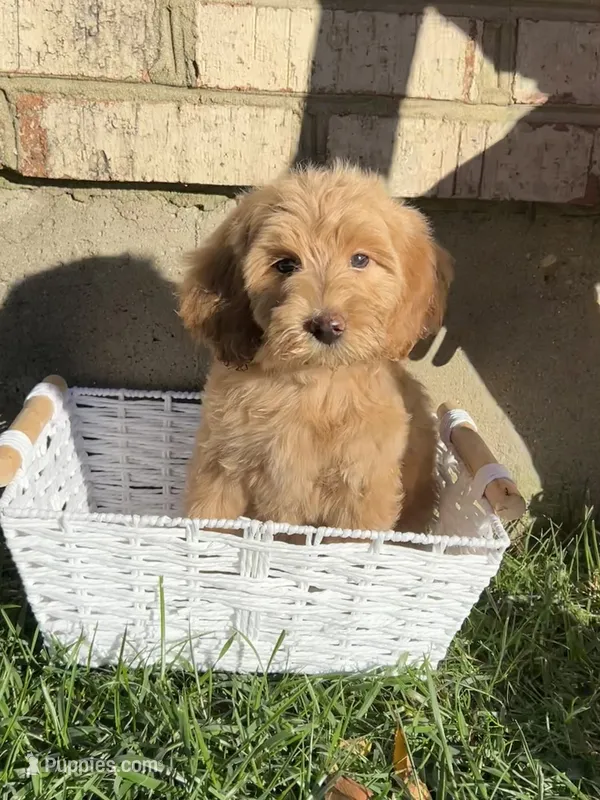 Max – Goldendoodle puppy for sale in Middletown, OH