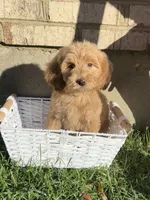 Max, a male Goldendoodle for sale in Middletown, OH – 1 of 5