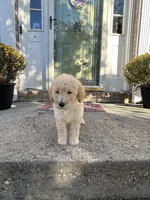Luna, a female Goldendoodle for sale in Middletown, OH – 5 of 5