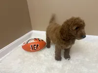 Theo , a male Goldendoodle for sale in Middletown, OH – 6 of 6