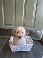 Luna, a female Goldendoodle for sale in Middletown, OH – 3 of 5