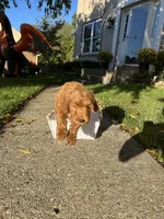 Daisy, a female Goldendoodle for sale in Middletown, OH – 3 of 3