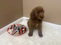 Theo , a male Goldendoodle for sale in Middletown, OH – 3 of 6