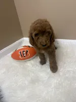 Theo , a male Goldendoodle for sale in Middletown, OH – 2 of 6