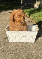 Daisy, a female Goldendoodle for sale in Middletown, OH – 2 of 3
