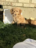 Max, a male Goldendoodle for sale in Middletown, OH – 2 of 5