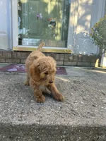 Max, a male Goldendoodle for sale in Middletown, OH – 3 of 5