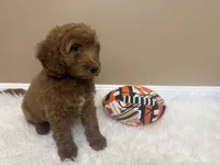 Theo , a male Goldendoodle for sale in Middletown, OH – 5 of 6
