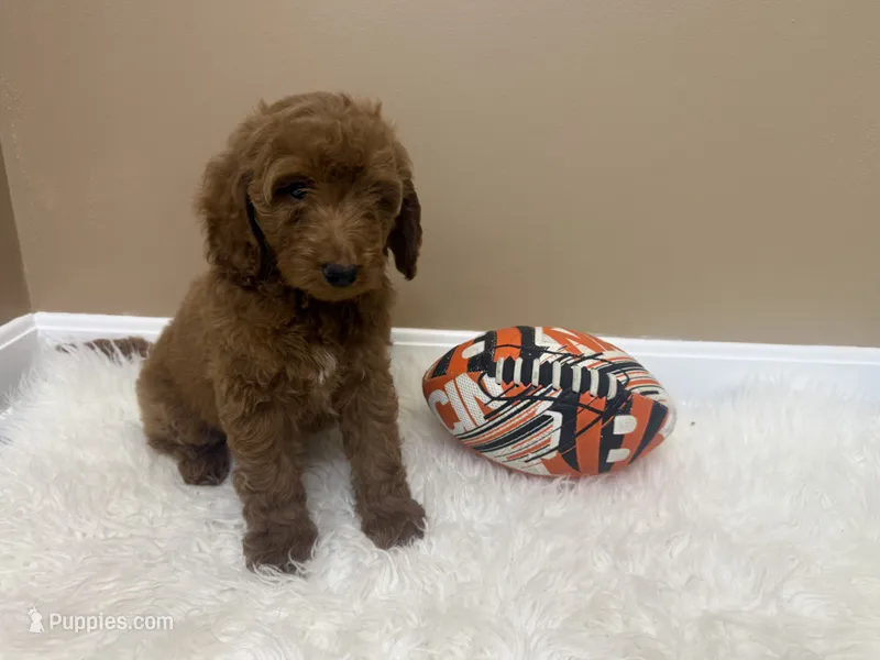 Theo  – Goldendoodle puppy for sale in Middletown, OH