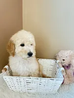 Luna, a female Goldendoodle for sale in Middletown, OH – 2 of 5