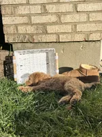 Max, a male Goldendoodle for sale in Middletown, OH – 5 of 5
