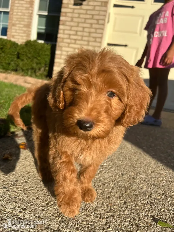 Daisy – Goldendoodle puppy for sale in Middletown, OH