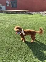 ROYCE, a male Goldendoodle and Miniature Goldendoodle for sale in Atlanta, GA – Photo 4 of 4