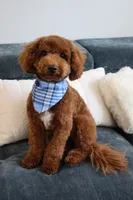 ROYCE, a male Goldendoodle and Miniature Goldendoodle for sale in Atlanta, GA – Photo 1 of 4