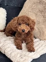 ROYCE, a male Goldendoodle and Miniature Goldendoodle for sale in Atlanta, GA – Photo 2 of 4