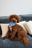 ROYCE, a male Goldendoodle and Miniature Goldendoodle for sale in Atlanta, GA – Photo 3 of 4