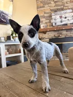 processed/29d3f1d6-18f4-4d67-97ed-dfbb8de7962f/listing/19893129-85c3-4106-86b5-c34afc92fbb0/a92755d6-6d19-49e1-b501-e5f9fc1e80a1