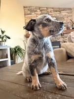 processed/29d3f1d6-18f4-4d67-97ed-dfbb8de7962f/listing/63b05dbd-0e68-4fbf-976b-c3e7638454e1/3d1cd33a-f6f8-4d25-bd54-4aa0a0428dbc