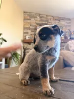 processed/29d3f1d6-18f4-4d67-97ed-dfbb8de7962f/listing/63b05dbd-0e68-4fbf-976b-c3e7638454e1/ffae0865-4a62-4704-918d-090777b8361b