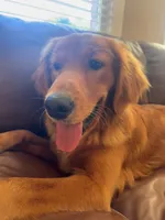 Piper, a female Golden Retriever for sale in Kannapolis, NC – 2 of 5