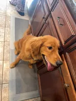 Piper, a female Golden Retriever for sale in Kannapolis, NC – 4 of 5