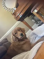 Piper, a female Golden Retriever for sale in Kannapolis, NC – 5 of 5