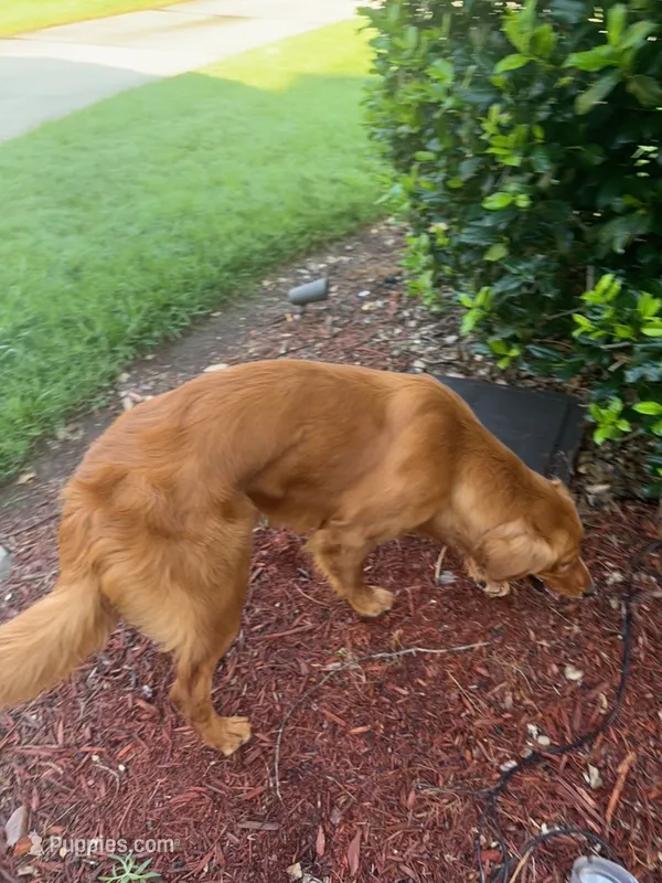 Piper – Golden Retriever puppy for sale in Kannapolis, NC